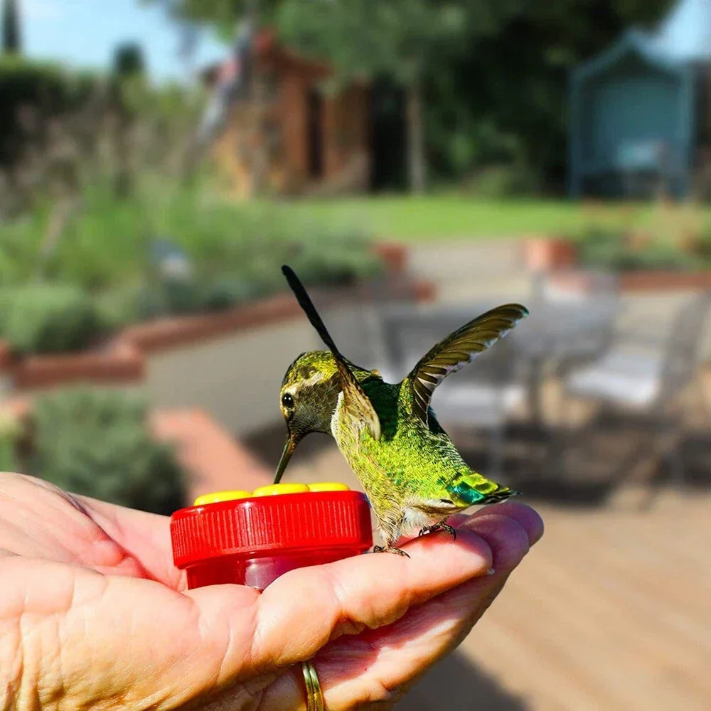 6 Hummingbird Feeders with 4 Brushes for Convenient Feeding